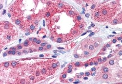 Invitrogen IGSF8 Polyclonal Antibody 50 &mu;g; Unconjugated:Antibodies,