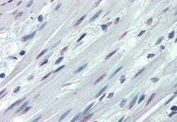 Invitrogen ITGA3 Polyclonal Antibody 50 &mu;g; Unconjugated:Antibodies,