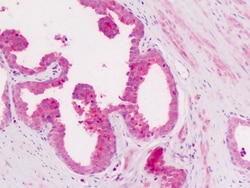 Invitrogen CD11c Polyclonal Antibody 50 &mu;g | Buy Online | Invitrogen&trade; | Fisher Scientific