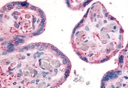 Invitrogen ITGB1 Polyclonal Antibody 50 &mu;g; Unconjugated:Antibodies,