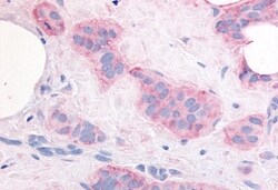 Invitrogen VEGF Receptor 2 Polyclonal Antibody 50 &mu;g; Unconjugated:Antibodies,