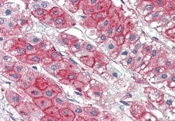 Invitrogen KIAA1324 Polyclonal Antibody 50 &mu;g; Unconjugated:Antibodies,