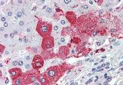 Invitrogen KIAA1324 Polyclonal Antibody 50 &mu;g; Unconjugated:Antibodies,