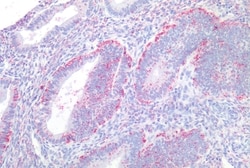 Invitrogen LPAR4 Polyclonal Antibody 50 &mu;g; Unconjugated:Antibodies,