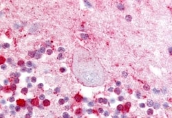 Invitrogen LPAR5 Polyclonal Antibody 50 &mu;g; Unconjugated:Antibodies,