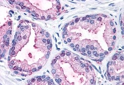 Invitrogen ERK1 Polyclonal Antibody 50 &mu;g; Unconjugated:Antibodies,