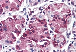 Invitrogen MBOAT4 Polyclonal Antibody 50 &mu;g; Unconjugated:Antibodies,