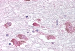 Invitrogen MCHR1 Polyclonal Antibody 50 &mu;g; Unconjugated:Antibodies,