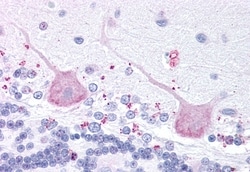 Invitrogen MCHR2 Polyclonal Antibody 50 &mu;g; Unconjugated:Antibodies,