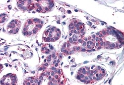 Invitrogen MFI2 Polyclonal Antibody 50 &mu;g; Unconjugated:Antibodies,