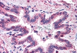 Invitrogen MFI2 Polyclonal Antibody 50 &mu;g; Unconjugated:Antibodies,