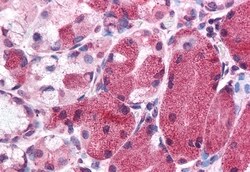 Invitrogen MLEC Polyclonal Antibody 50 &mu;g; Unconjugated:Antibodies,