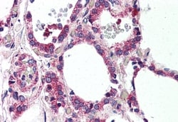Invitrogen MRGPRF Polyclonal Antibody 50 &mu;g; Unconjugated:Antibodies,