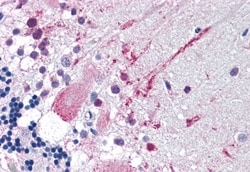 Invitrogen MRGPRF Polyclonal Antibody 50 &mu;g; Unconjugated:Antibodies,