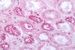 Invitrogen MRGPRF Polyclonal Antibody 50 &mu;g; Unconjugated:Antibodies,