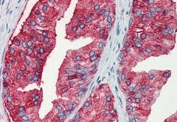 MUC13 Polyclonal Antibody, Invitrogen 50 &mu;g; Unconjugated:Antibodies,