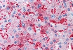 MUC13 Polyclonal Antibody, Invitrogen 50 &mu;g; Unconjugated:Antibodies,