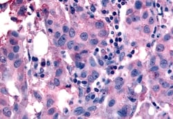 Invitrogen NANP Polyclonal Antibody 50 &mu;g; Unconjugated:Antibodies,