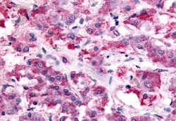 Invitrogen NMUR2 Polyclonal Antibody 50 &mu;g; Unconjugated:Antibodies,