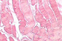 Invitrogen NMUR2 Polyclonal Antibody 50 &mu;g; Unconjugated:Antibodies,