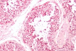 Invitrogen NMUR2 Polyclonal Antibody 50 &mu;g; Unconjugated:Antibodies,