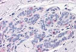 Invitrogen Neuroplastin Polyclonal Antibody 50 &mu;g; Unconjugated:Antibodies,