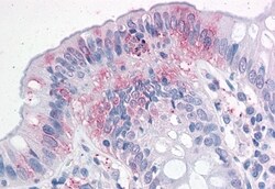Invitrogen Neuroplastin Polyclonal Antibody 50 &mu;g; Unconjugated:Antibodies,