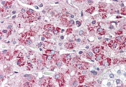 Invitrogen NTSR2 Polyclonal Antibody 50 &mu;g; Unconjugated:Antibodies,