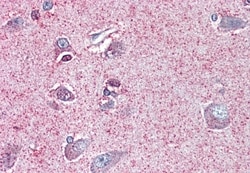 Invitrogen NTSR2 Polyclonal Antibody 50 &mu;g; Unconjugated:Antibodies,