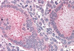 Invitrogen OLFM4 Polyclonal Antibody 50 &mu;g; Unconjugated:Antibodies,