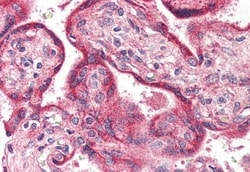 Invitrogen Opsin 3 Polyclonal Antibody 50 &mu;g; Unconjugated:Antibodies,