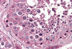 Invitrogen Opsin 3 Polyclonal Antibody 50 &mu;g; Unconjugated:Antibodies,