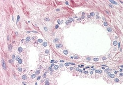 Invitrogen OR51E1 Polyclonal Antibody 50 &mu;g; Unconjugated:Antibodies,