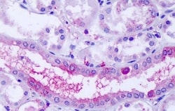 Invitrogen OXGR1 Polyclonal Antibody 50 &mu;g; Unconjugated:Antibodies,