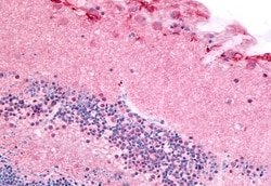 Invitrogen PDE6A Polyclonal Antibody 50 &mu;g; Unconjugated:Antibodies,