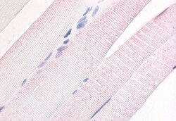 Invitrogen PDE7A Polyclonal Antibody 50 &mu;g; Unconjugated:Antibodies,
