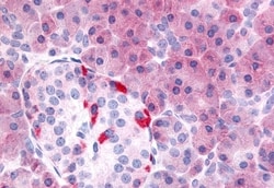 Invitrogen PDE7B Polyclonal Antibody 50 &mu;g; Unconjugated:Antibodies,