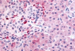 Invitrogen PDE7B Polyclonal Antibody 50 &mu;g; Unconjugated:Antibodies,