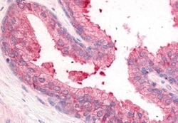 Invitrogen PDE8A Polyclonal Antibody 50 &mu;g; Unconjugated:Antibodies,