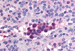 Invitrogen PDE9A Polyclonal Antibody 50 &mu;g; Unconjugated:Antibodies,