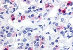 Invitrogen GPR10 Polyclonal Antibody 50 &mu;g; Unconjugated:Antibodies,