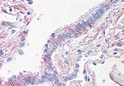Invitrogen Prominin 2 Polyclonal Antibody 50 &mu;g; Unconjugated:Antibodies,