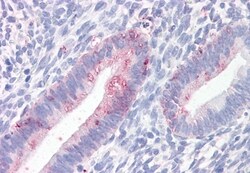 Invitrogen Prominin 2 Polyclonal Antibody 50 &mu;g; Unconjugated:Antibodies,