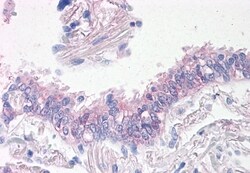 Invitrogen Prominin 2 Polyclonal Antibody 50 &mu;g; Unconjugated:Antibodies,