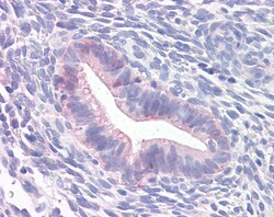 Invitrogen Prominin 2 Polyclonal Antibody 50 &mu;g; Unconjugated:Antibodies,