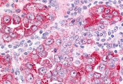Invitrogen PTGES Polyclonal Antibody 50 &mu;g; Unconjugated:Antibodies,