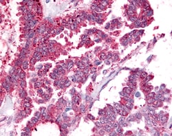 Invitrogen PTGES Polyclonal Antibody 50 &mu;g; Unconjugated:Antibodies,