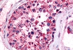 Invitrogen PTGES Polyclonal Antibody 50 &mu;g; Unconjugated:Antibodies,