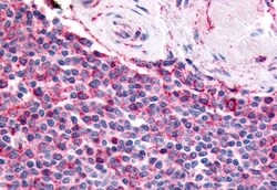 Invitrogen PTGES Polyclonal Antibody 50 &mu;g; Unconjugated:Antibodies,