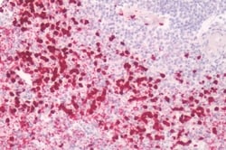 Invitrogen PTGES Polyclonal Antibody 50 &mu;g; Unconjugated:Antibodies,